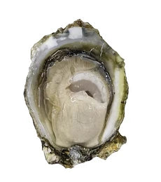 Ostras Victoria (tamaño mediano)